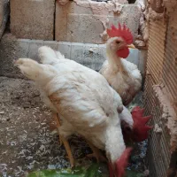 سه تاجوجه خروس