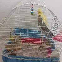 عروس هلندی