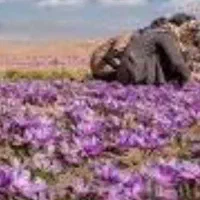 استخدام حسابدار