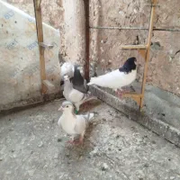 کبوتر گرفتنی