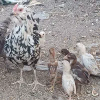 مرغ گلین با جوجه لاری