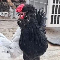 مرغ و خروس گلین