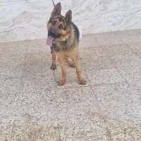 نیازمند ژرمن ماده جهت کشش