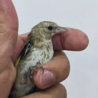 جوجه قناری