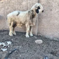 میش و بره