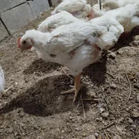 فروش مرغ گوشتی روستای هیربدان (کیلو ۷۰)