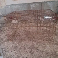 قفس جفت گاه