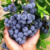 نهال بلوبری نلسون و چندلر و انواع ارقام