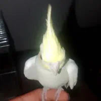 عروس هلندی نرو ماده