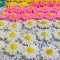 گیفت و شمع بابونه