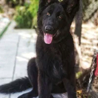 سگ ژرمن بلک  اصیل