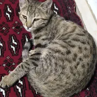 گربه|گربه|کرمانشاه, |دیوار