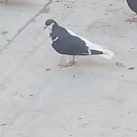 کبوتر چپ افغان