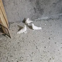 کبوتر راعبی . کبوتر کربلایی .کفتر