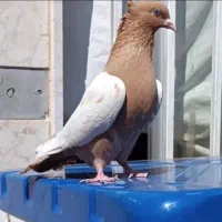 سینه زرد .دم سفید.کله سرخ .ساده.کلتغ