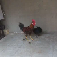 مرغ خروس رسمی