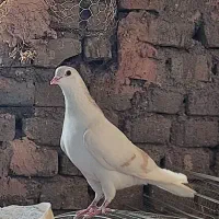 سده لایی روشن مادع تخمی