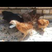 جوجه مرغ