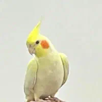 عروس هلندی گمشده