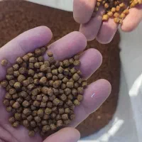 فروش غذای ماهی مخصوص کپور