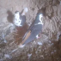 کبوتر نر ماده