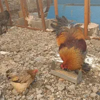 خروس برهما فوص اصل