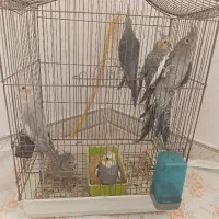 عروس هلندی