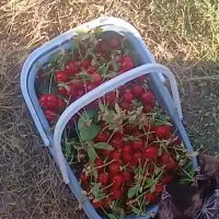 زمین و باغ