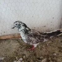 کفتر|پرنده|سیرجان, |دیوار