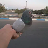 سبز