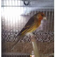 سهره قناری بخون