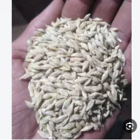 جو دیم کیلو ۷۰تومن