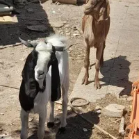 بز ماده ونر