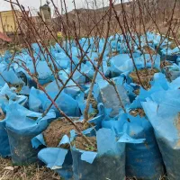 نهال شلیل ردگلد گلدانی
