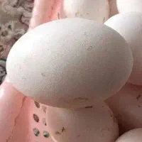 تخم  غاز تازه