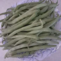 فروش لوبیا سبز وآب غوره درجه یک