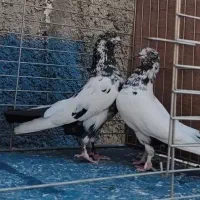 کفتر بلندپرواز کاشان