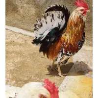 خروس