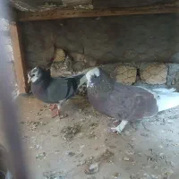 ی جفت نروماده ابلق آماده تخم کذاری۱۰۰۰۰۰۰ تومان