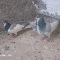 سوسبز
