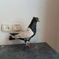 کفتر