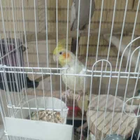 عروس هلندی ودوچرخه