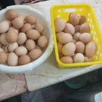 تخم مرغ محلی