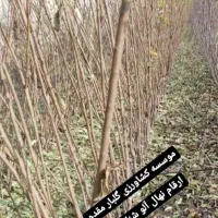 تولید نهالهای شناسه دار