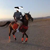 اسب مسابقه ای تمرین دیده