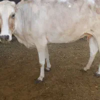 گاو بومی چاق وخوب به صورت باسکویی بفروش میرسد