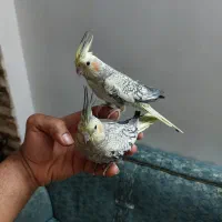 عروس هلندی