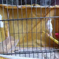 قناری ماده سفید