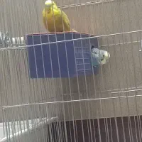 پرنده مرغ عشق