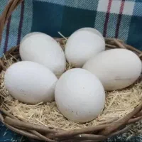 تخم غاز تازه